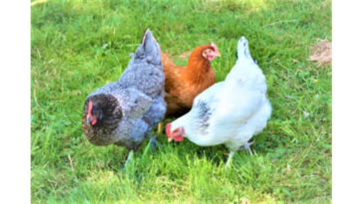 Mělník: Sdílené slepice - úspěšný sousedský projekt Mělník: Sdílené slepice - úspěšný sousedský projekt