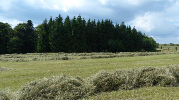 Ústav: Kde jsou přemnožení hraboši, neměly by být meziplodiny Ústav: Kde jsou přemnožení hraboši, neměly by být meziplodiny
