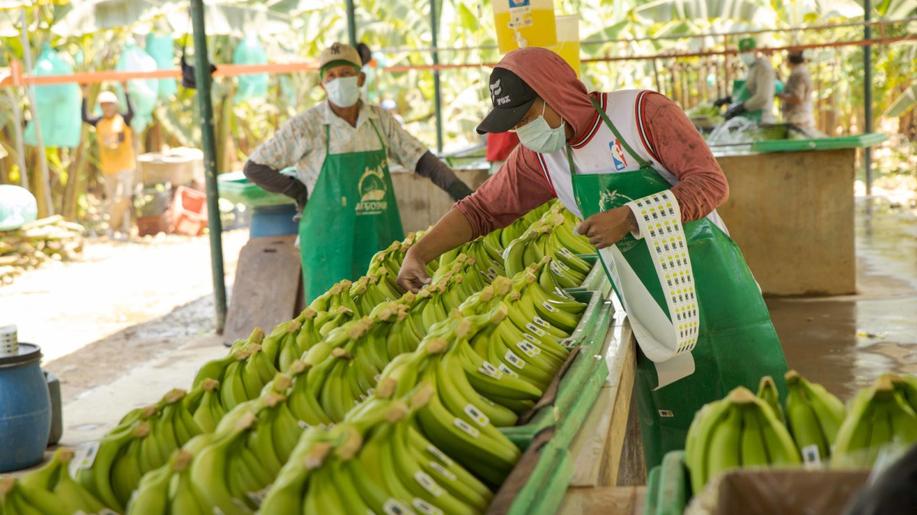 Prodeje fairtradového kakaa a banánů meziročně rostly, fairtradová káva zaznamenala v roce 2023 poprvé pokles