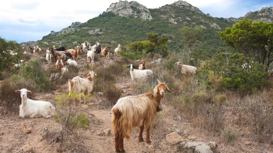 Italský ostrov nabídl k adopci přemnožené kozy, správce zaskočil obrovský zájem