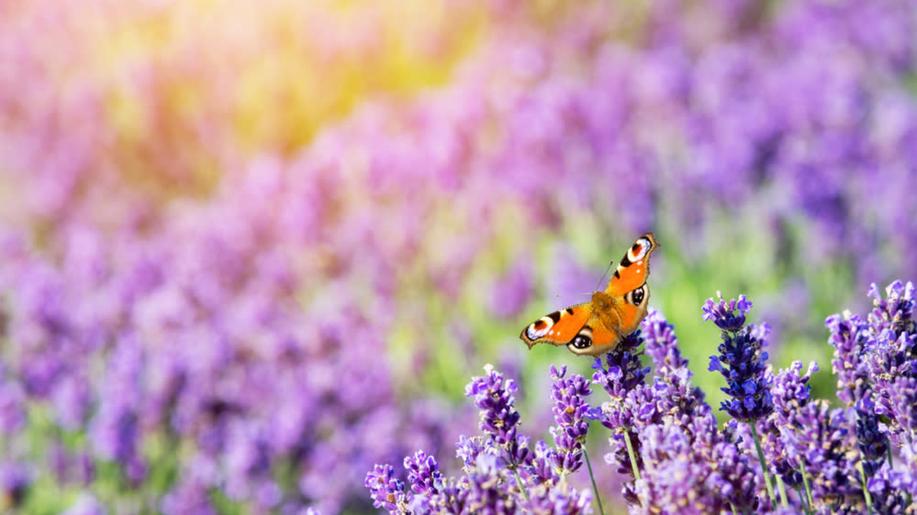 Do sčítání motýlů v Česku se poprvé může zapojit veřejnost, začne 3. června