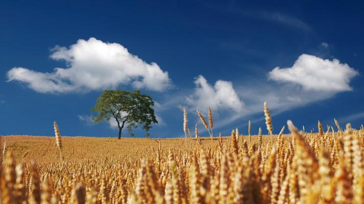 Corteva Agriscience vytvoří granty na podporu klimaticky pozitivního zemědělství