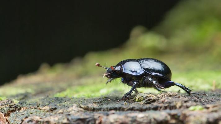 Z české přírody mizí mnoho druhů hmyzu, jiné přicházejí