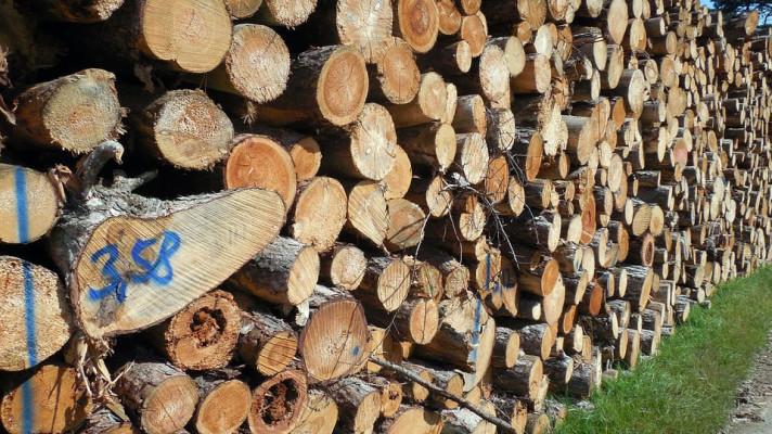 Trhu se dřevem dominují veřejné soutěže, následuje volný prodej