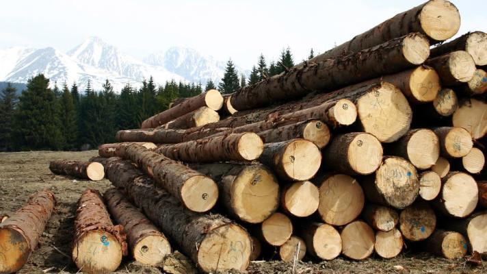 Ministerstvo zemědělství doporučuje zastavit úmyslné těžby lesních porostů do doby, než bude zpracována těžba z kalamit