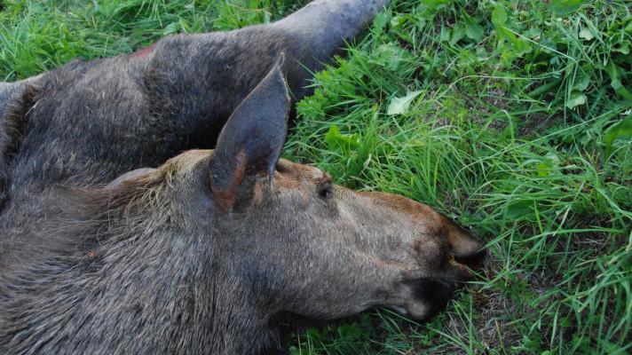 Tragický rok pro kriticky ohrožené losy evropské - za pouhé čtyři měsíce tři zvířata nepřežila střet s auty