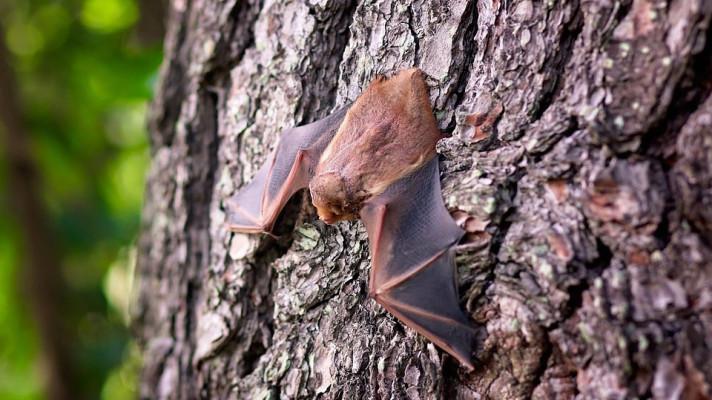 Máte šanci: objevte s námi tajemný život netopýrů