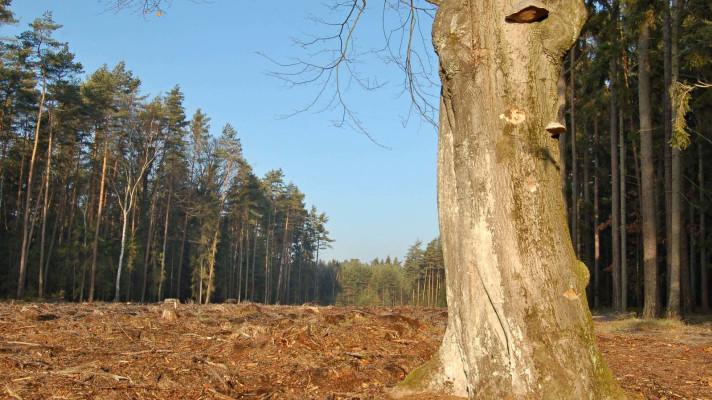 Jak pomáhá popel nebo štěpka růstu borovic, ukázala studie v lesích u Doks