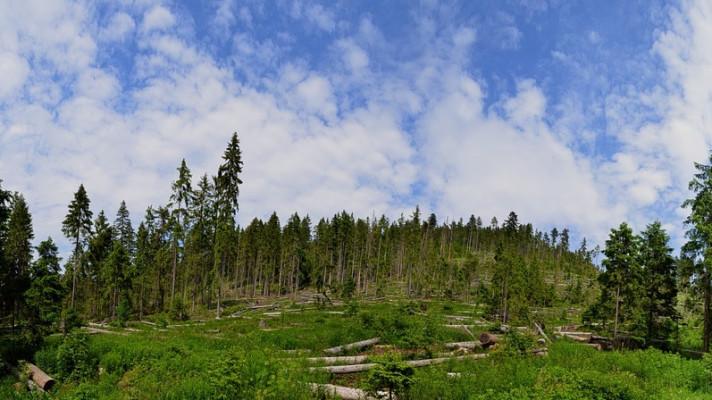 Víkendová vichřice vyvrátila desítky tisíc stromů na celém území Národního parku Šumava