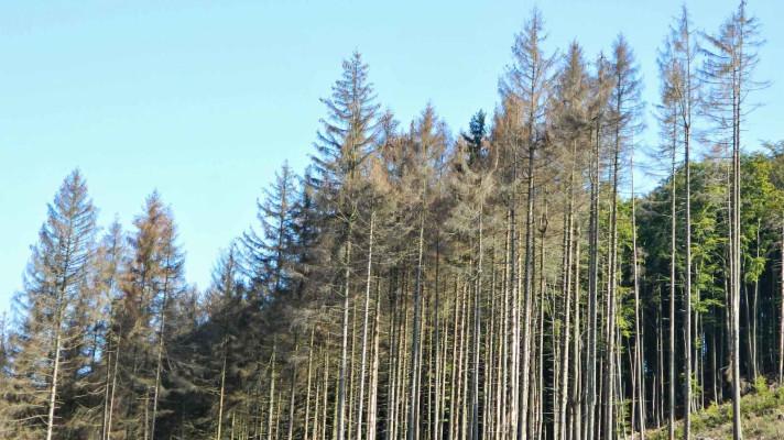 Lesníci na severní Moravě hledají řešení, jak pomoci chřadnoucím lesům