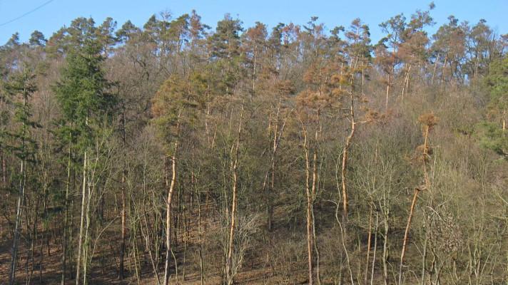 Sucho se loni stalo nejvýznamnější abiotickou příčinou poškození lesních dřevin