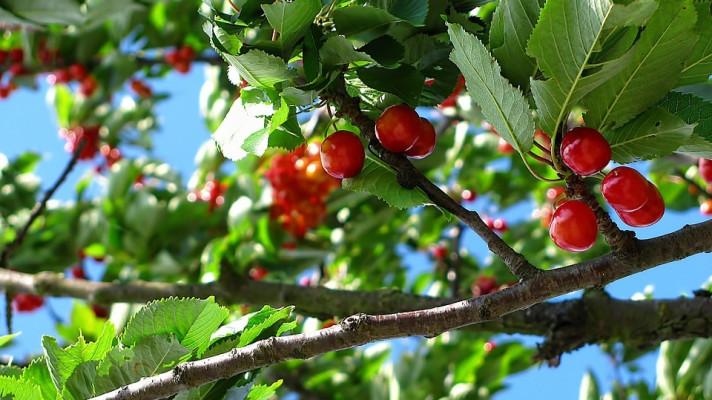 Iniciativa Milion ovocných stromů pro krajinu