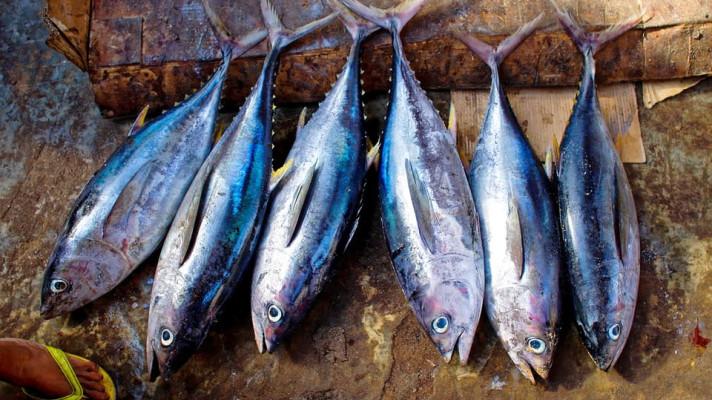 Rybářská konference dohodla zvýšení kvóty pro výlov tuňáků