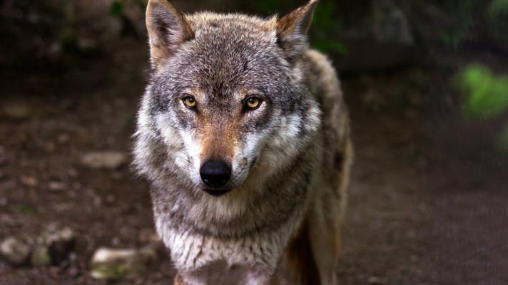 Z vlčího výběhu Národního parku Bavorský les uteklo šest vlků