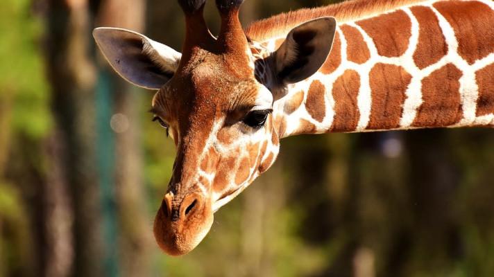Zoologické zahrady pomáhají chránit přírodu po celém světě