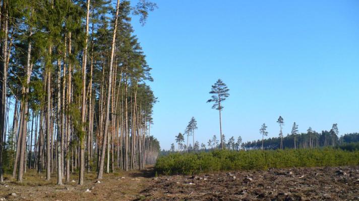 Aktuální návod pro pěstování borovice