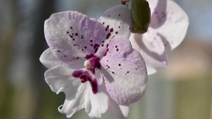 V pražské botanické zahradě začíná výstava exotických orchidejí