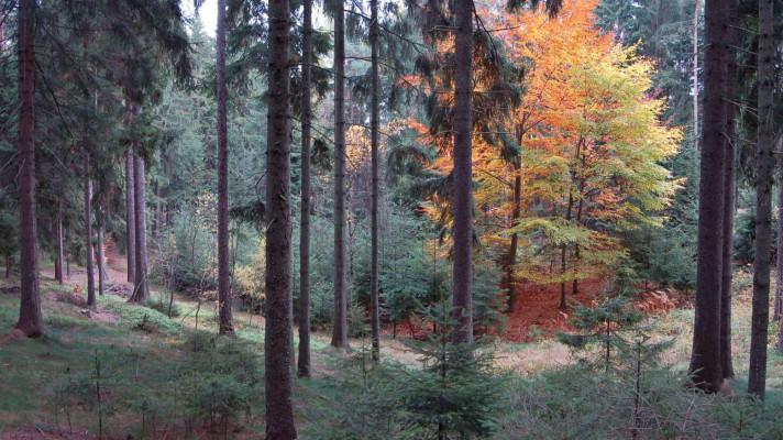 Příručka o melioračních a zpevňujících funkcích dřevin může přispět ke stabilnějším lesům