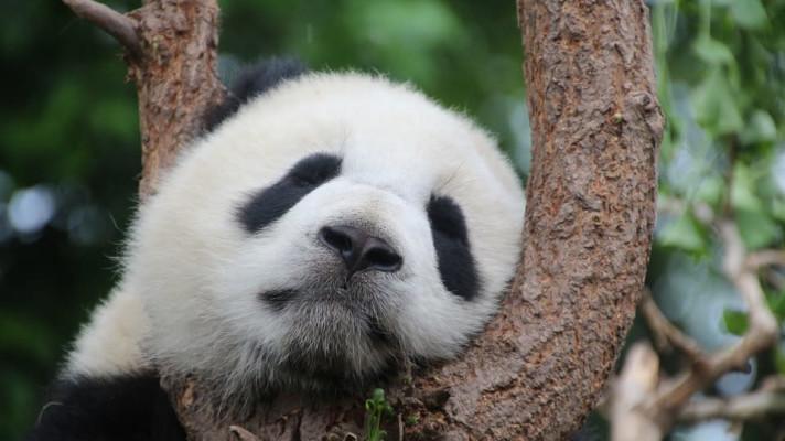 V Číně vznikne rezervace pro pandy za 1,5 miliardy dolarů