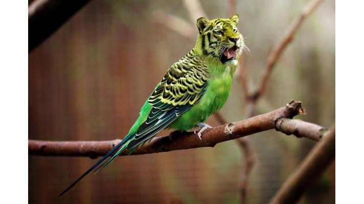 Nizozemsko trápí invazivní papoušek