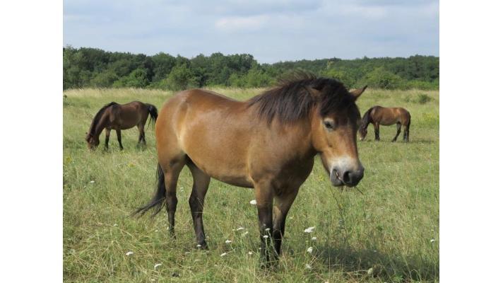 Koně z Anglie pomáhají přírodě Národního parku Podyjí