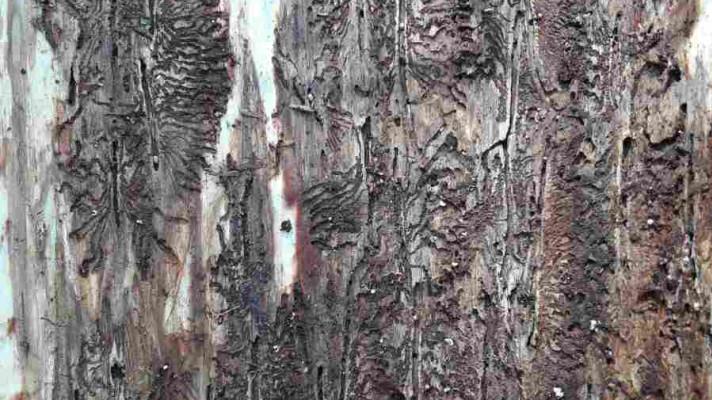 Lýkožrout severský na ležící lapáky nenalétá, více ho lákají stojící stromy