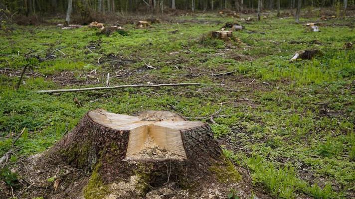 Evropský soudní dvůr: Masivní těžba dřeva v Bělověžském pralese byla nezákonná