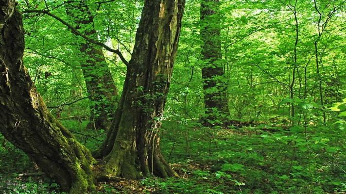 Výpravy do českých pralesů: neváhejte, na exkurzi do národní přírodní rezervace Ranšpurk jsou poslední volná místa