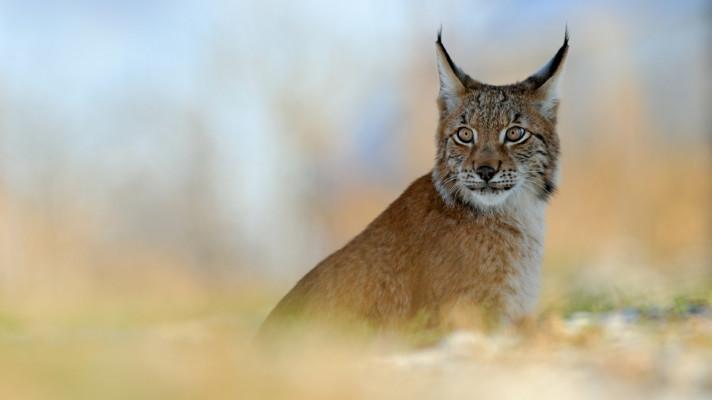 LIFE Lynx - Path of the Lynx