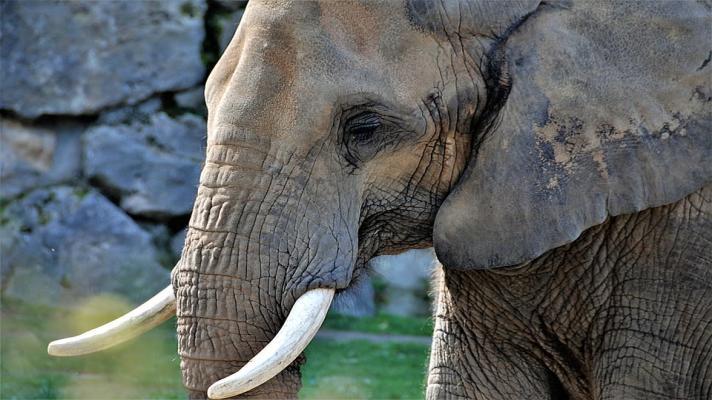 Ostravská zoo chystá speciální program zaměřený na slony
