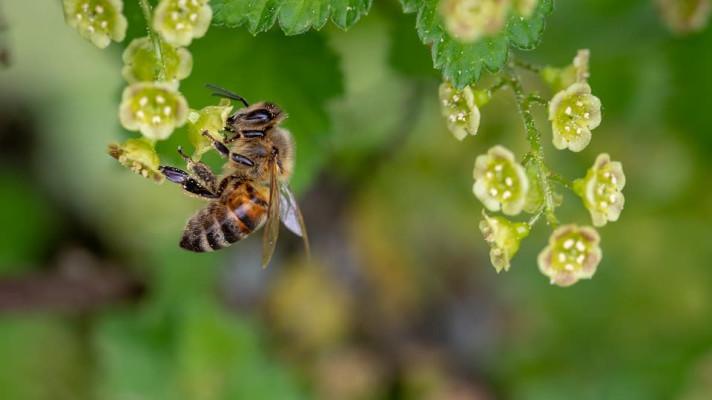 Temelín čeká od včel, jež začal chovat, až čtvrt tuny medu