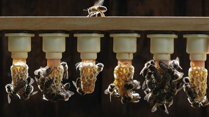 Den pro včely v ostravské zoo ukáže jejich důležitost