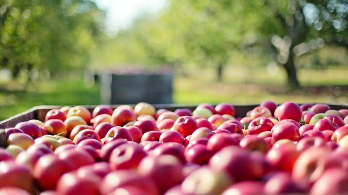 Jablečná slavnost v Hostětíně chystá eko-novinky