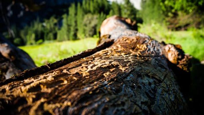 Kůrovcová kalamita v Kraji Vysočina v číslech - 150 tisíc kůrovců stačí na napadení až osmi nových zdravých stromů