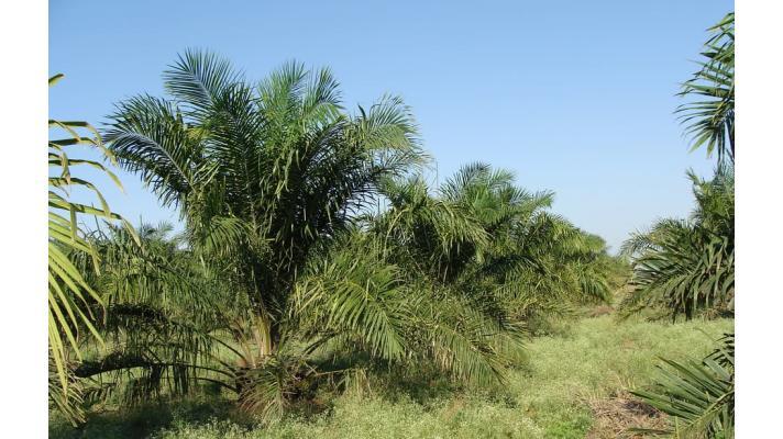 Indonésie uvalila moratorium na nové plantáže palmového oleje
