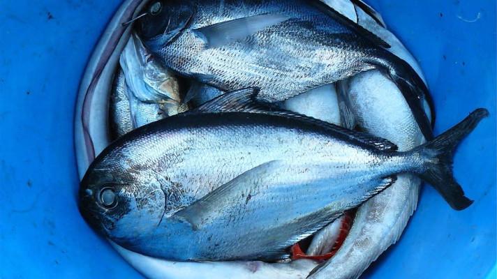 FAO: Světová spotřeba ryb je dlouhodobě neudržitelná