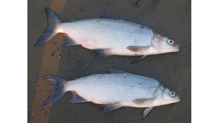 Na Lipně vymřeli síhové, chladnomilné ryby vyžadující čistou vodu