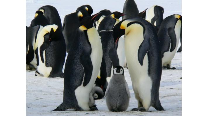 Rybářské firmy se dobrovolně stáhnou z panenské přírody Antarktidy a z oblastí, kde hnízdí tučňáci