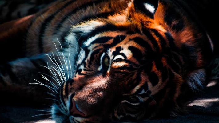 Ministr Brabec: Česká republika zavádí zákaz vývozu tygrů do zemí mimo EU