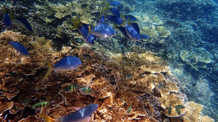 Austrálie chce s pomocí vědců zachránit Velký bariérový útes