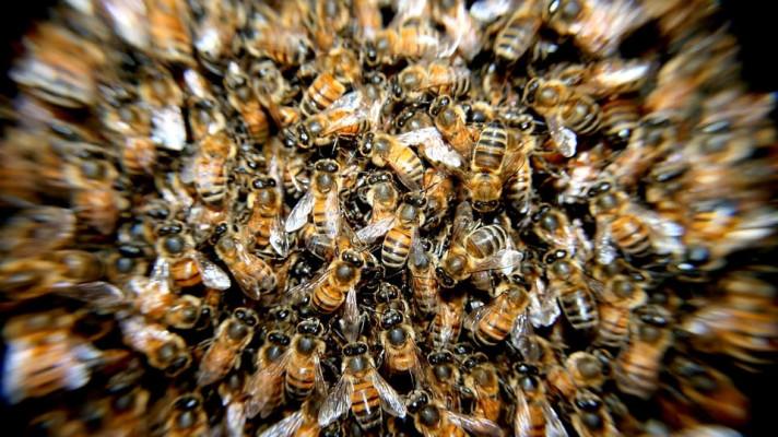 Vědci z Ceitecu ukázali, jak virus nákazy včelího plodu proniká do buněk