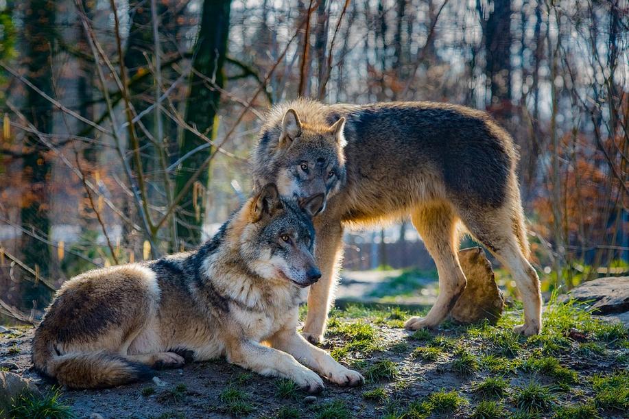 Vraní hory jsou dalším místem na východě Čech, kde se usadili vlci