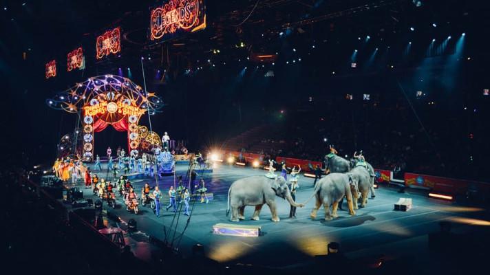 MZe navrhuje úplný zákaz vystupování a drezury zvířat v cirkusech