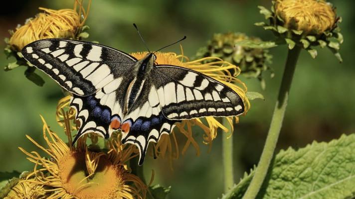 Druhý projekt P. Poce: do evropského monitoringu se zapojí i Češi ze Společnosti pro ochranu motýlů