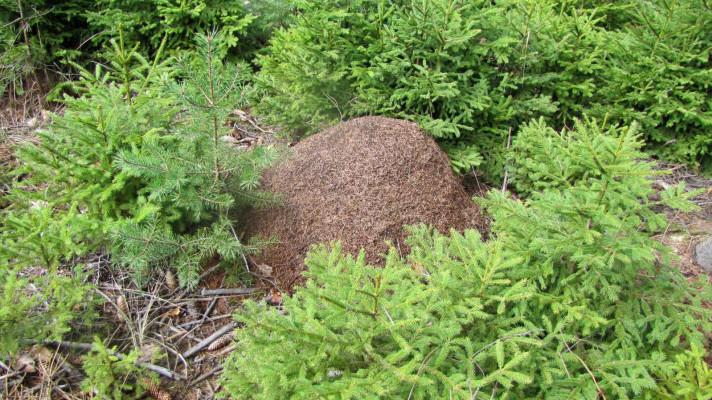 Nejen studium kůrovců, ale i motýlů a lesních mravenců patří k práci Lesní ochranné služby