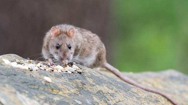NYT: Městští potkani jedí maso, venkovští to, co najdou