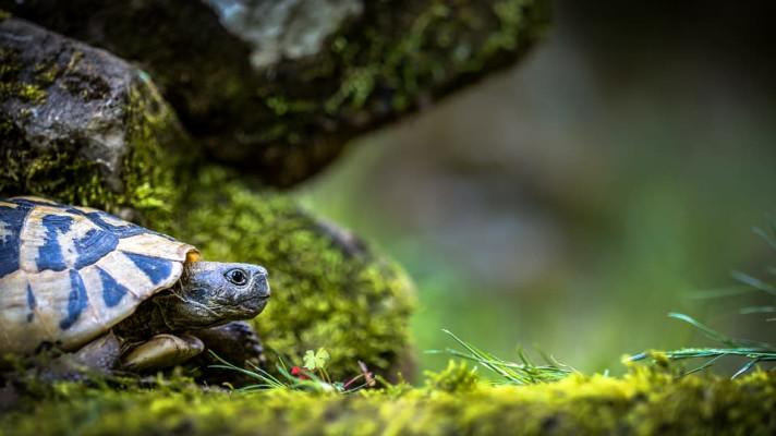 La Repubblica: Vyhynutí želv zasáhne negativně ekosystém