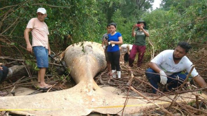Brazilští vědci zkoumají záhadu mrtvé velryby uprostřed džungle