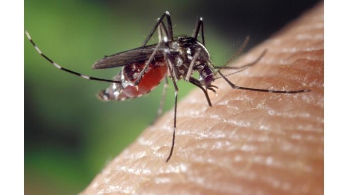 Komár přenášející ziku či dengue se rozšířil už do půlky Francie