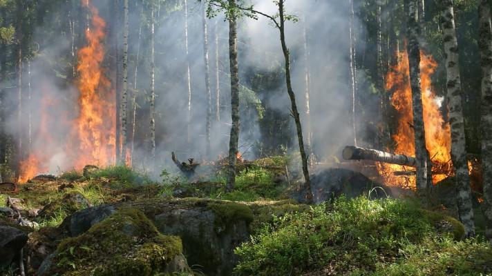 Kvůli velkému suchu v Pardubickém kraji přibývá požárů v přírodě